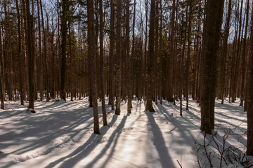 forest with shadow from the sun and trees with snow while hiking