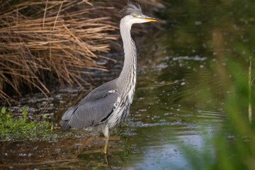 Graureiher im Wasser 35