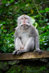 Naklejka na ściany i meble a cute Balinese long-tailed monkey