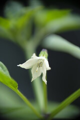 Closeup of green chili flower in the garden.