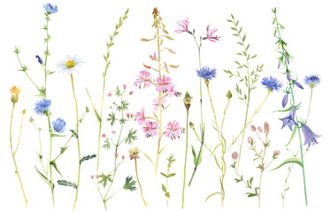 Hand painted watercolor meadow herbs and flowers - obrazy, fototapety, plakaty