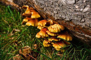 Armillaria ostoya mushrooms grows on the wood in autumns countryside