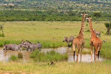 Naklejka premium real life at a waterhole in Kenya