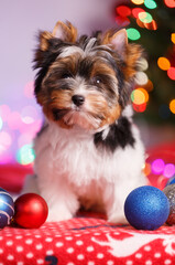 Studio photography of a Biewer Yorkshire Terrier on Christmas decorations