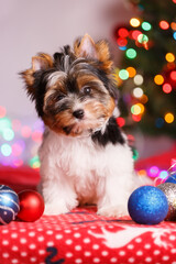 Studio photography of a Biewer Yorkshire Terrier on Christmas decorations