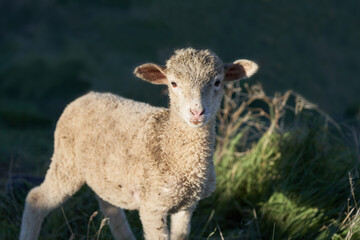 Small lamb in green meadow