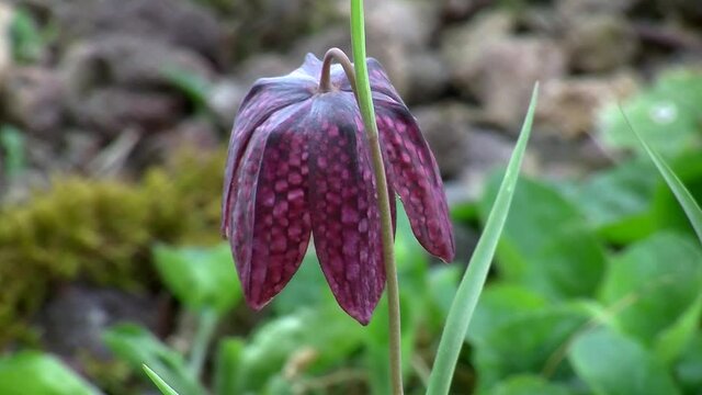 Eine einzelne Schachblume schaukelt im Wind (Nahaufnahme)