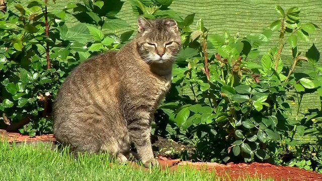 Der graue Kater l&auml;sst sich von der Kamera nicht st&ouml;ren