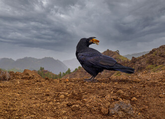 Großer Rabe sitzt mit Toastbrotstücken im Schnabel auf einem im Hochplateau auf der Insel La Palma 