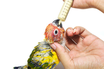 Human hands are feeding the baby birds through a syringe. (Sun conure, Sun Parakeet, or Aratinga solstitialis)