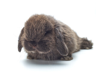 Baby rabbit Holland Lop on a white background.