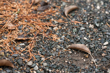 Sprouted grass Bird highlander and withered leaves on the parking lot cover made of asphalt crumbs. In the autumn after the rain. Narrow focus.