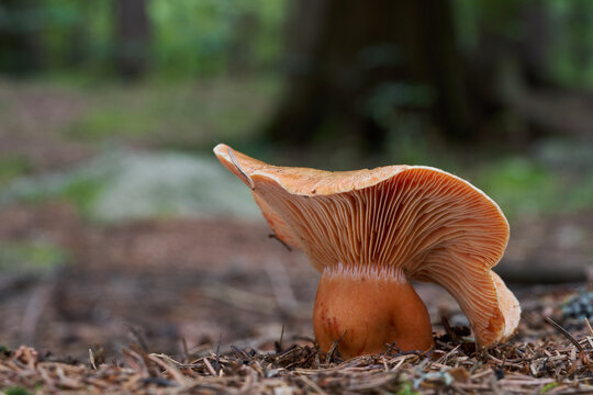 Edible mushroom Lactarius deterrimus in the spruce forest. Known as false saffron milkcap or orange milkcap. Wild mushroom growing in the needles.