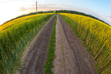 Naklejka premium wheat field in sunlight. nature and landscape