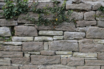 A closeup view of a grey stone wall with ivy.