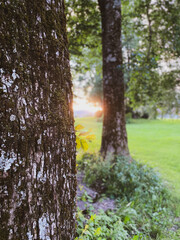 Sun peeking through the trees