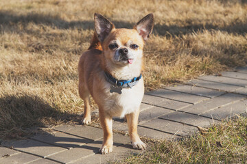 red-haired Chihuahua dog stands in full growth on the street, sticking out his tongue and looking at the camera 