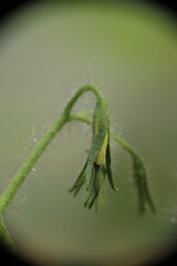 Fototapeta premium Closeup of tomato flower in the garden.