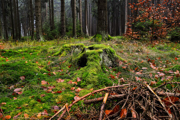 Stump overgrown with green moss in the foggy autumns forest