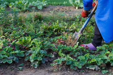 Woman weed the weeds of strawberry in field, work process