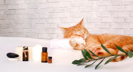 A cat sleeps resting his head on a towel on a massage table against the background of a loft-style wall, relaxing while taking spa treatments