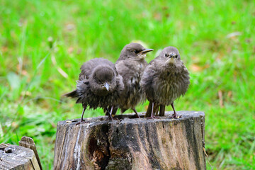 Junge Stare warten auf die Fütterung	