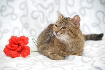 brown and white cat on a light background