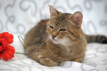 brown and white cat on a light background