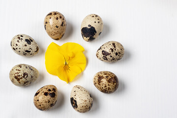 Obraz premium composition of quail eggs with a yellow flower in the center. Yellow violet on an egg background.Quail eggs on white background