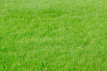 texture of natural juicy green grass