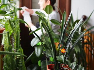 Active senior woman watering houseplants in the winter home garden. Crop and floriculture. Blurred image.