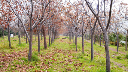 Trees in autumn