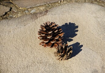 Pinecone on street - まつぼっくり