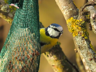 Blue tit (Caeruleus cyanistes) eating suet during a snowy day of winter, getting the energy it needs from a birdfeeder.