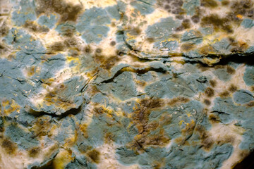 Stone covered with various mildew