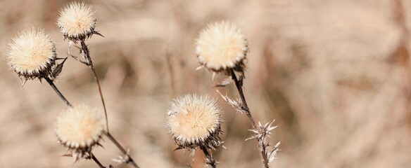 Dry thistle plant growing in the field. Natural floral banner. Selective focus.