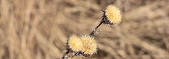 Dry thistle plant growing in the field. Natural floral banner. Selective focus.