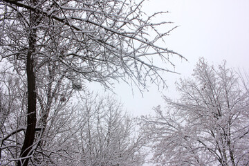 Snow covered tree branches against the sky. Winter landscape