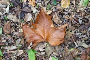 A close view of the brown autumn leaf on the ground.