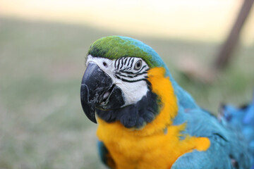 The blue-and-yellow macaw or Blue-and-gold macaw