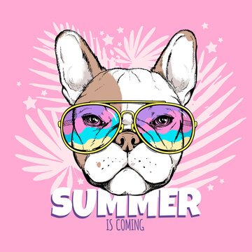 Cute french bulldog head in sunglasses. Summer is coming illustration. Stylish image for printing on any surface