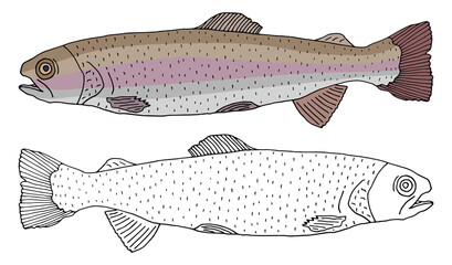 Rainbow trout fish icon isolated, hand drawing. Set of beautiful fish in color and white with black. Vector illustration