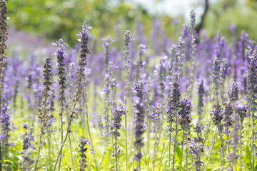 Obraz premium blur picture Purple beautiful flower in the garden for wallpaper or backgrpund