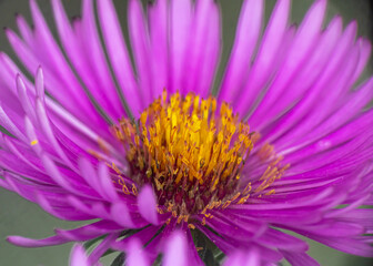 Obraz premium Michaelmas daisies autumn flowers macro