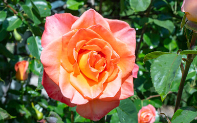 orange roses in the garden with raindrops