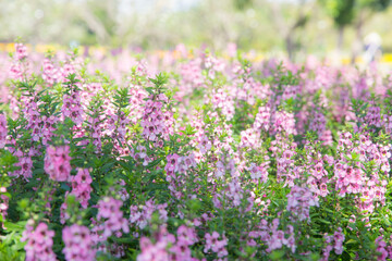 Obraz premium blur picture pink beautiful flower in the garden for wallpaper or backgrpund