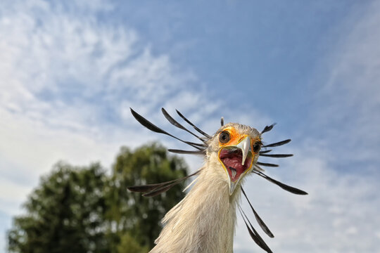 der vogel sekret&auml;r als portrait mit weit ge&ouml;ffnetem schnabel schreit in die Kamera, Hintergrund blauer Himmel, Froschperspektive, sagittarius serpentarius
