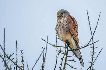 Turmfalke (Falco tinnunculus) Männchen