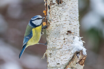 Blaumeise (Cyanistes caeruleus)