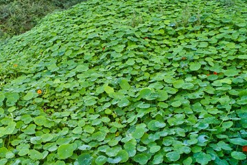 Natural blanket of green leaf plant